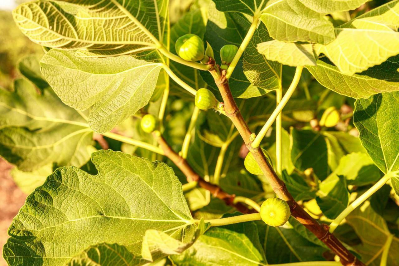 B&B Mandorla Amara 지오이아델콜레 외부 사진